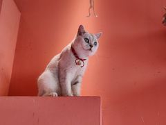 -藏猫猫咖啡主题馆(中央大道店)