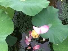 -荷塘月色湿地公园·向阳花洲