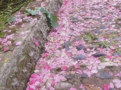 -南汇桃花村