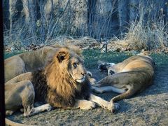 -北京野生动物园