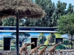 -北京野生动物园