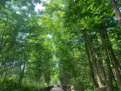 -桤木河湿地公园