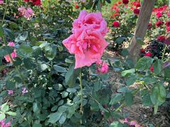 -武汉紫薇都市田园