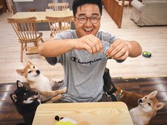 -豆柴町-柴犬主题狗咖(红鼎国际C座店)