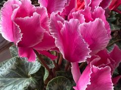 -VA Cafe(五道营店)