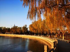-莲花池公园