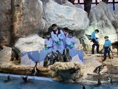 -帝企鹅自助餐厅•儿童岛•真企鹅(长隆企鹅酒店)