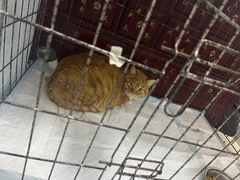 -瑞派福兴宠物医院犬猫全科·骨科·中西医结合(河东店)