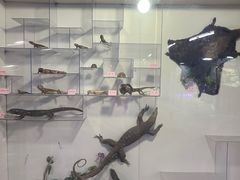 -上海大自然野生昆虫馆(东方明珠·爬宠昆虫探索中心)