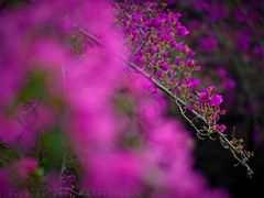 -攀枝花公园