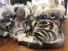 -咖法森林·咖啡  酒吧(天河店)