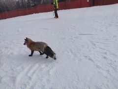 -长白山红松王滑雪场