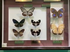 -上海昆虫博物馆