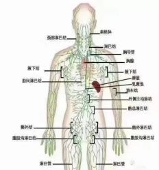 -香薇妮丝·定制减肥·身材管理