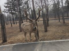 -秦皇岛野生动物园
