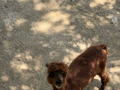 -青藏高原野生动物园