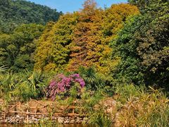 -深圳仙湖植物园
