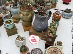 -三圣花乡旅游区