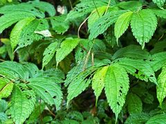 -西岭雪山大飞水景区