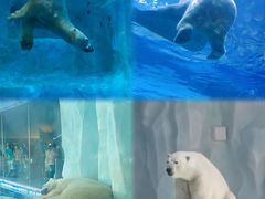 -珠海长隆海洋王国