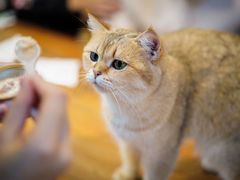 -猫小院猫主题餐厅(南锣旗舰店)