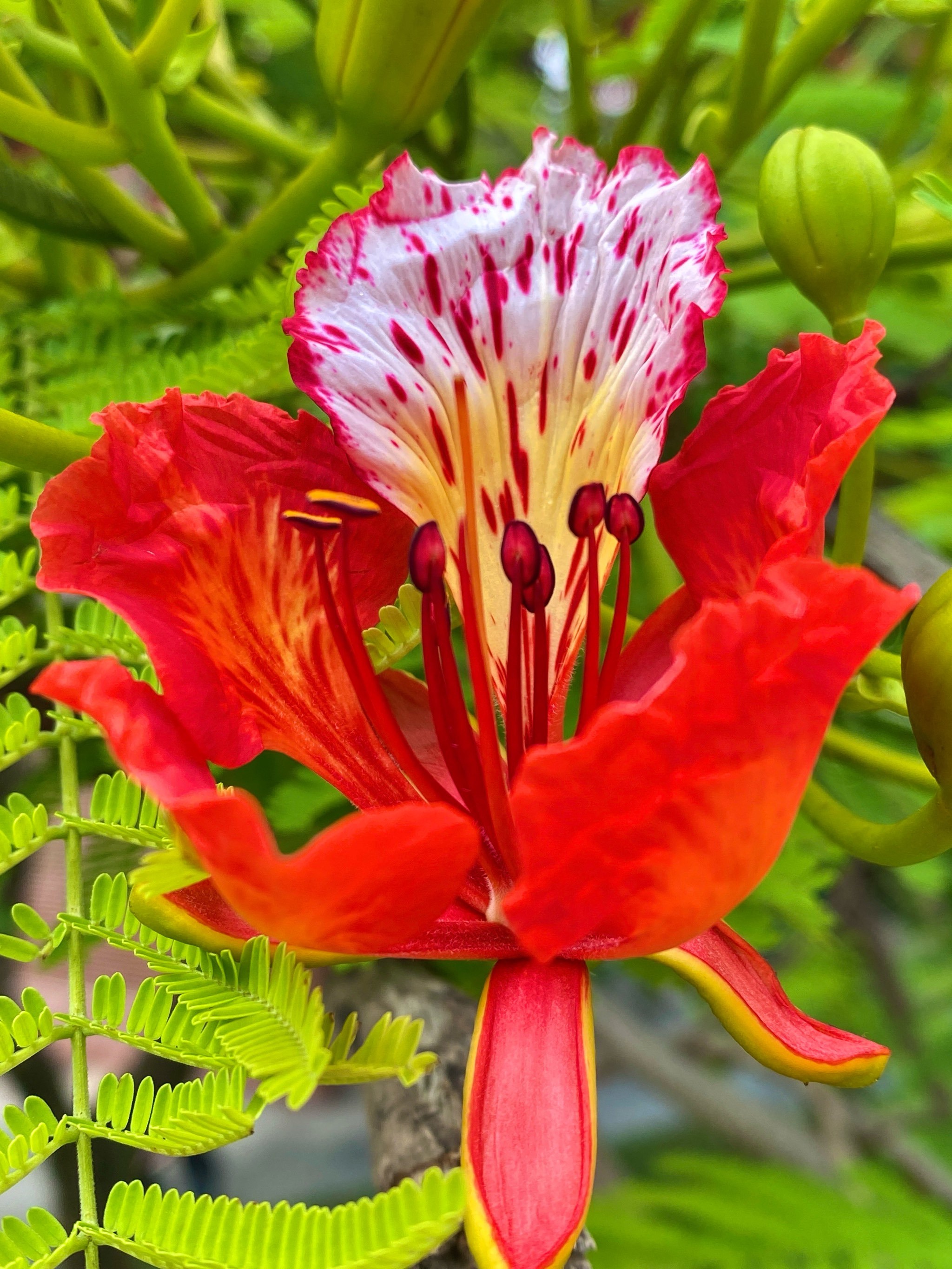 深圳凤凰花开,夏天的热烈已经抵达