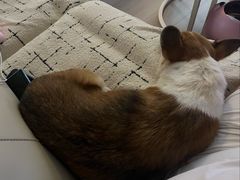 -小叮当动物医院·骨科·眼科