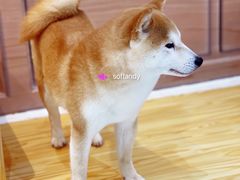 -柴源莊·柴小宠柴犬咖啡
