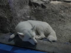 -临沂极地海洋王国