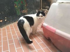 -猫咪博物馆(顶澳仔猫街店)