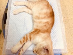 -艾贝尔宠物诊疗