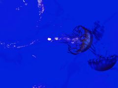-青岛海底世界-水族馆