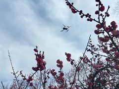 -梅花山(明孝陵内)