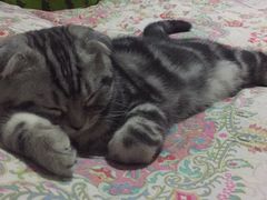 -康乐宝动物医院