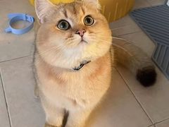 -欣宠猫屋·矮脚拿破仑·蓝金金渐层