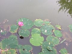iphone_upload_pic-莲湖公园