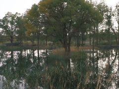 -金塔沙漠胡杨林景区