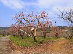 -凤凰山斑鱼馆(恭城店)