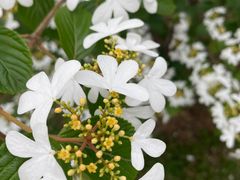 -中国科学院华南植物园