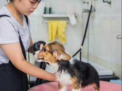 -皮特动物医院(24小时店)