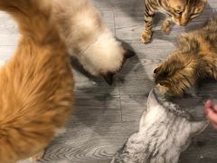-猫亿天猫咖