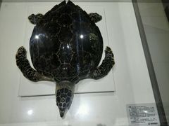 -青岛贝壳博物馆