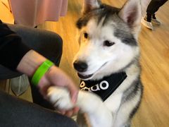 -Husky Go! 哈士奇体验馆·宠物咖啡厅狗咖