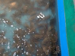 -阔澜蒸汽海鲜自助