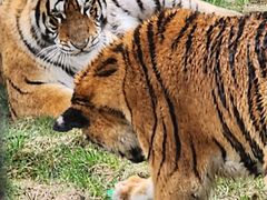 -横道河子东北虎林园