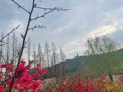 -苏州上方山国家森林公园