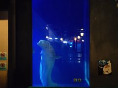 -大连圣亚海洋世界