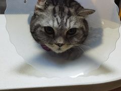 -美联众合宠物医院·爱萌分院·内外科·猫科中心