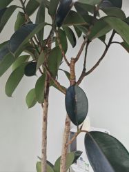-HEYAN荷妍专业脱毛连锁机构