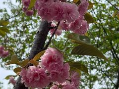-高东镇樱花园